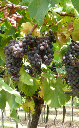 We cultivate our vineyards to produce excellent wine